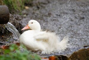 A duck by a stream
