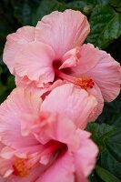 Pink Hibiscus Flowers