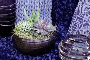 Succulents in a ceramic bowl