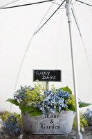 Hydrangea and lady's mantle in metal tub beneath umbrella