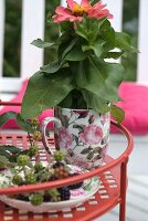 Mug used as plant pot and sprig of blackberries on plate: delicate porcelain with romantic rose
