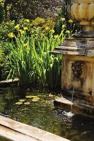 Sumpf-Schwertlilie (Iris pseudacorus) und Seerosen in einem Teich mit Wasserspeier