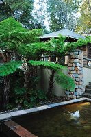 Garden pond next to tree fern