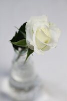 Single white rose in glass vase