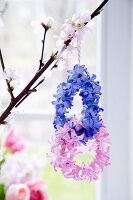 Small wreaths of hyacinth florets hanging from flowering twig