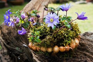 Blumenarrangement mit Moos und Blumenzwiebeln