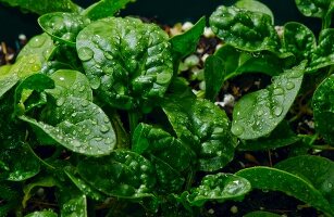 Babyspinat mit Wassertropfen auf Feld