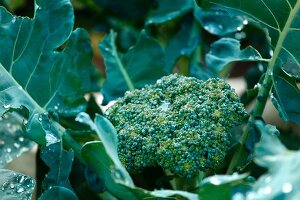 Broccoli Growing in a Garden; Wet