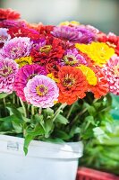 Colorful bouquet of zinnias in a pail on a market stall