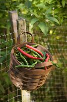 Red and Green Cayenne Peppers in a Basket in a Garden