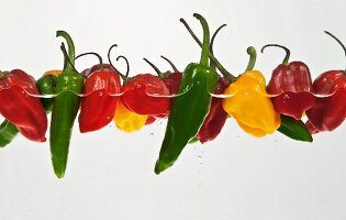 Various chilli peppers in water