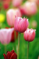 Two pink parrot tulips