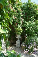 Flowering plants in Mediterranean garden