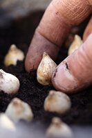 Hand pflanzt Blumenzwiebel in die Erde im Blumentopf (Nahaufnahme)