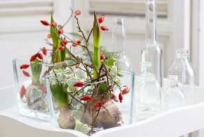 Arrangements of amaryllis and hyacinth bulbs with twigs of rosehips