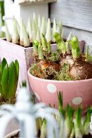 Frühlingsblumen in verschiedenen Übertöpfen und ein Nisthäuschen auf der Terrasse