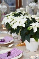 White poinsettias as centrepiece of festive table set for Christmas