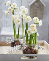 Narcissus 'Bridal Crown' in preserving jars on tray on terrace