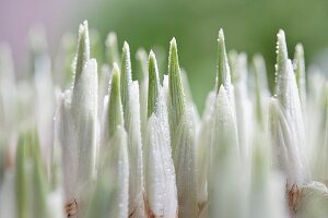 Iris reticulata (close-up)