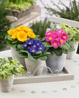 Various primulas in pots on terrace table