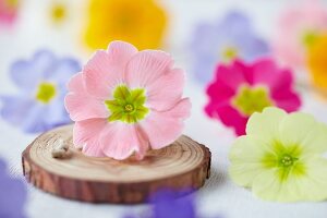 Rosa Primel auf einer Holzscheibe mit Schnur