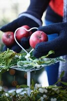 Making a Christmas arrangement on a cake stand (apples, fir twigs, mistletoe, moss)