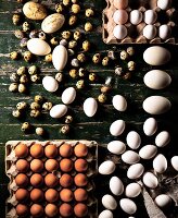 Verschiedene Eier auf Holzbrett