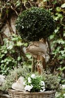 Buchsbaum in Rattanübertopf dekoriert mit selbstgemachten Jutesäckchen