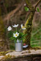 Buschwindröschen in Milchkanne (Puppenstubengeschirr) auf bemoostem Holz im Freien