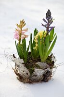 Hyacinths in nest of moss and birch bark