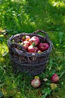 Red apples in a basket in a field