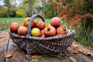 Äpfel im Erntekorb auf Holztisch im herbstlichen Garten