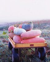 Kürbisse auf einem Landwirtschaftswagen im Freien