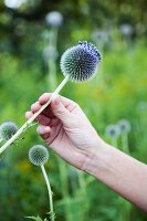 Hand mit gepflückter Distelblüte