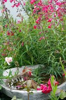 Bird bath hidden amongst plants with pink flowers