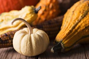 Herbststilleben mit Zierkürbissen und Maiskolben auf Holzuntergrund