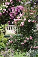 Secluded seating area amongst pink roses