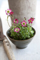 Saxifrage (Saxifraga) in a pot