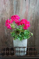 Pink geranium plant