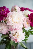Pink peonies in front of a gray background