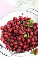 Red gooseberries in a colander