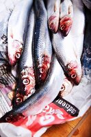 Fresh anchovies on newspaper