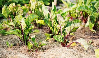 Beetroot plants (Beta vulgaris) growing in a garden