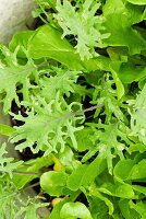 Verschiedene Salatsetzlinge in einem Blumentopf auf der Terrasse