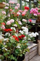 Geraniums of different colours in greenhouse
