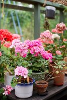 Geraniums of different colours in greenhouse