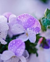 Drops of dew on pale lilac viola flowers