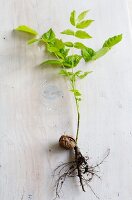 A plant sprouting from a walnut