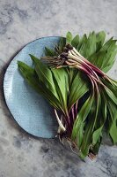 Ramps: Wilder Lauch (Allium Trioccum)