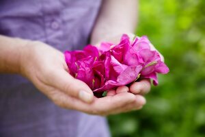A woman holding freshly picked wild roses